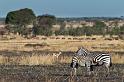 078 Tanzania, N-Serengeti, zebra's
